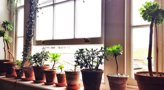 Why I’ve turned my house into a home for rescued plants